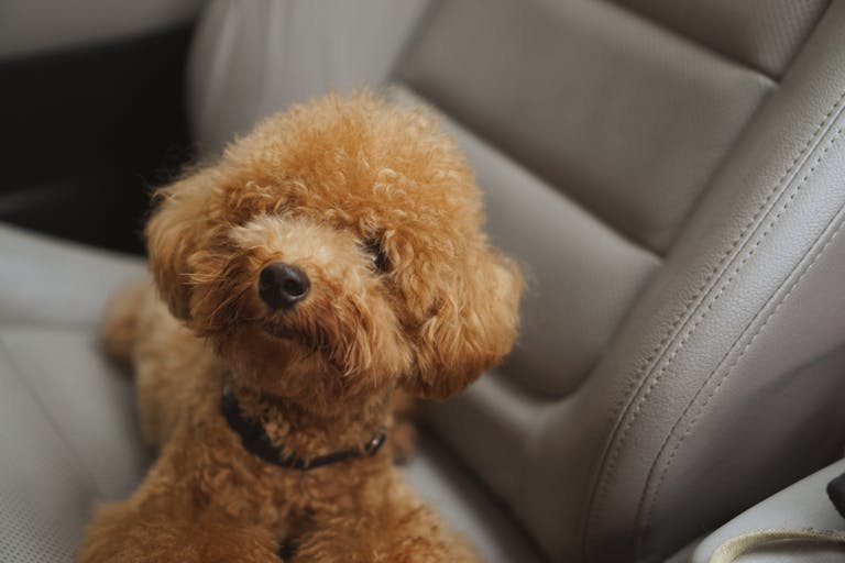 Red Brown Poodle Laying Down in Car